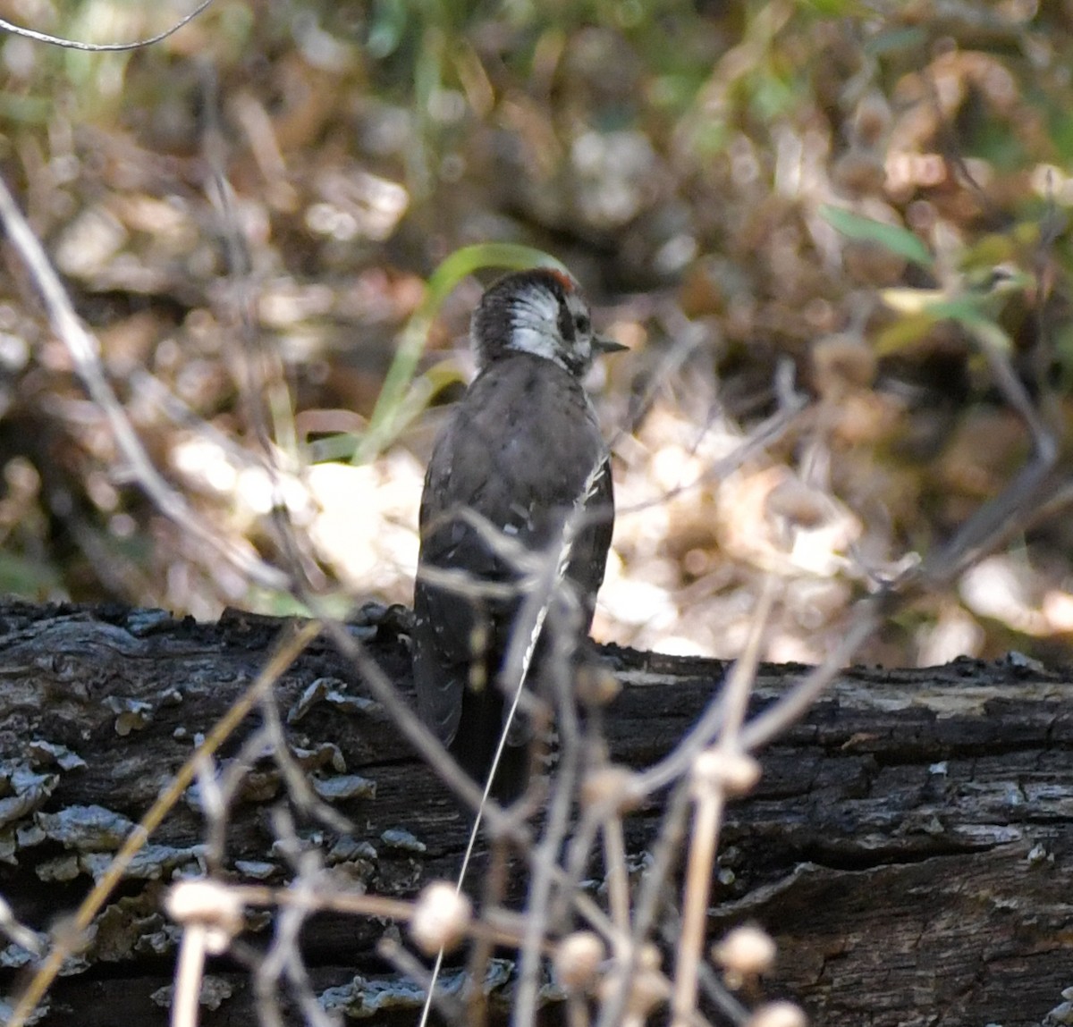 Arizona Woodpecker - ML590022191