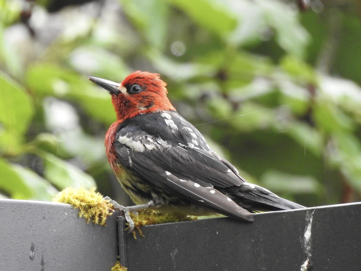 Red-breasted Sapsucker - ML590022531