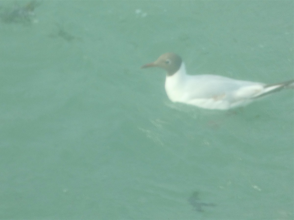 Black-headed Gull - ML590022841