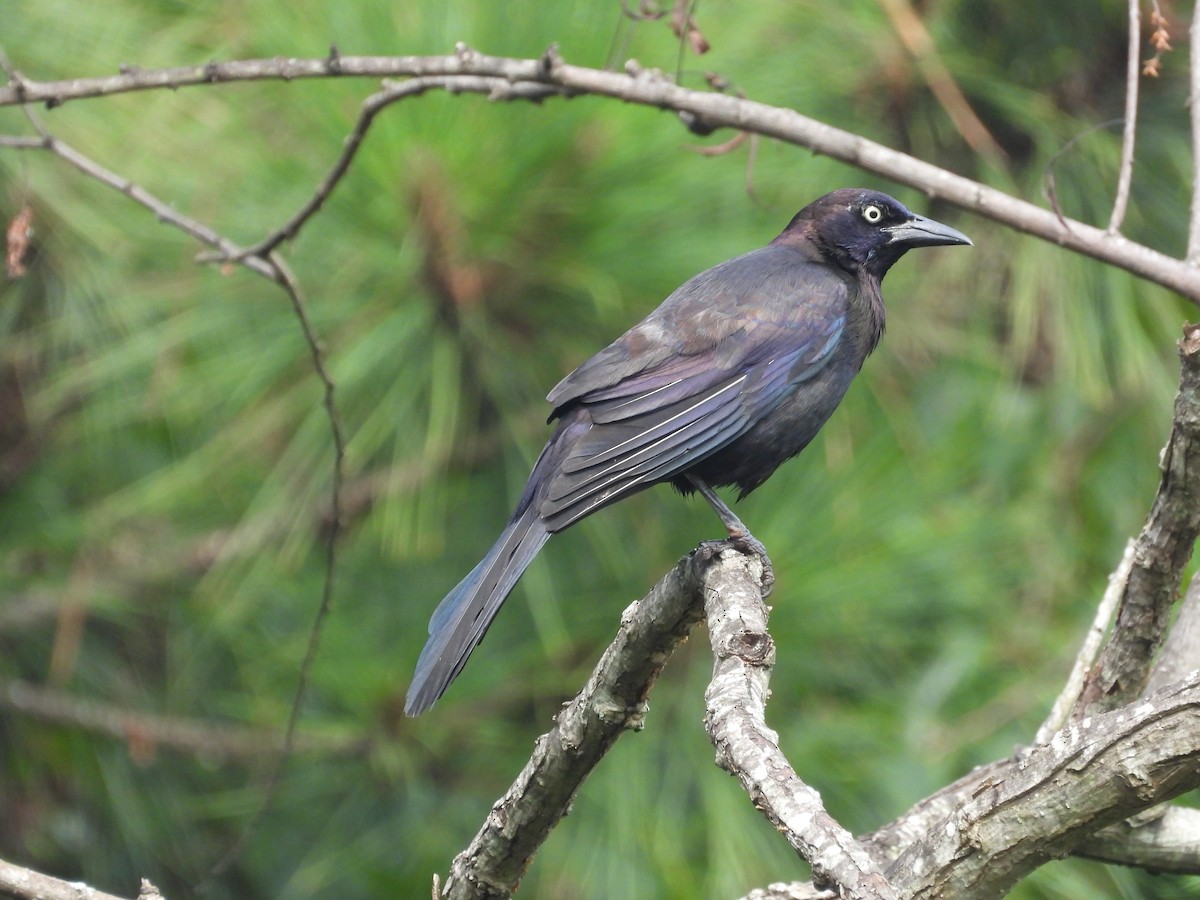 Common Grackle - ML590023001