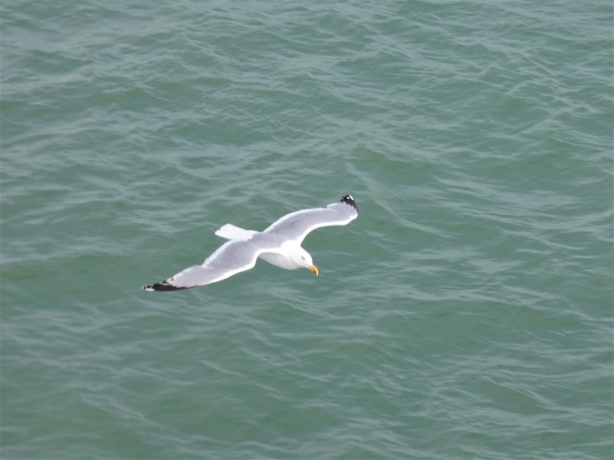 Herring Gull - ML590023031