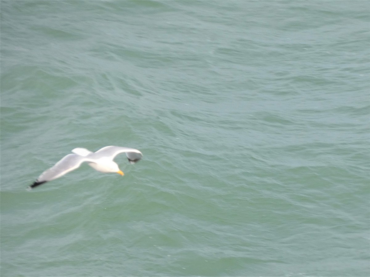 Herring Gull - ML590023041