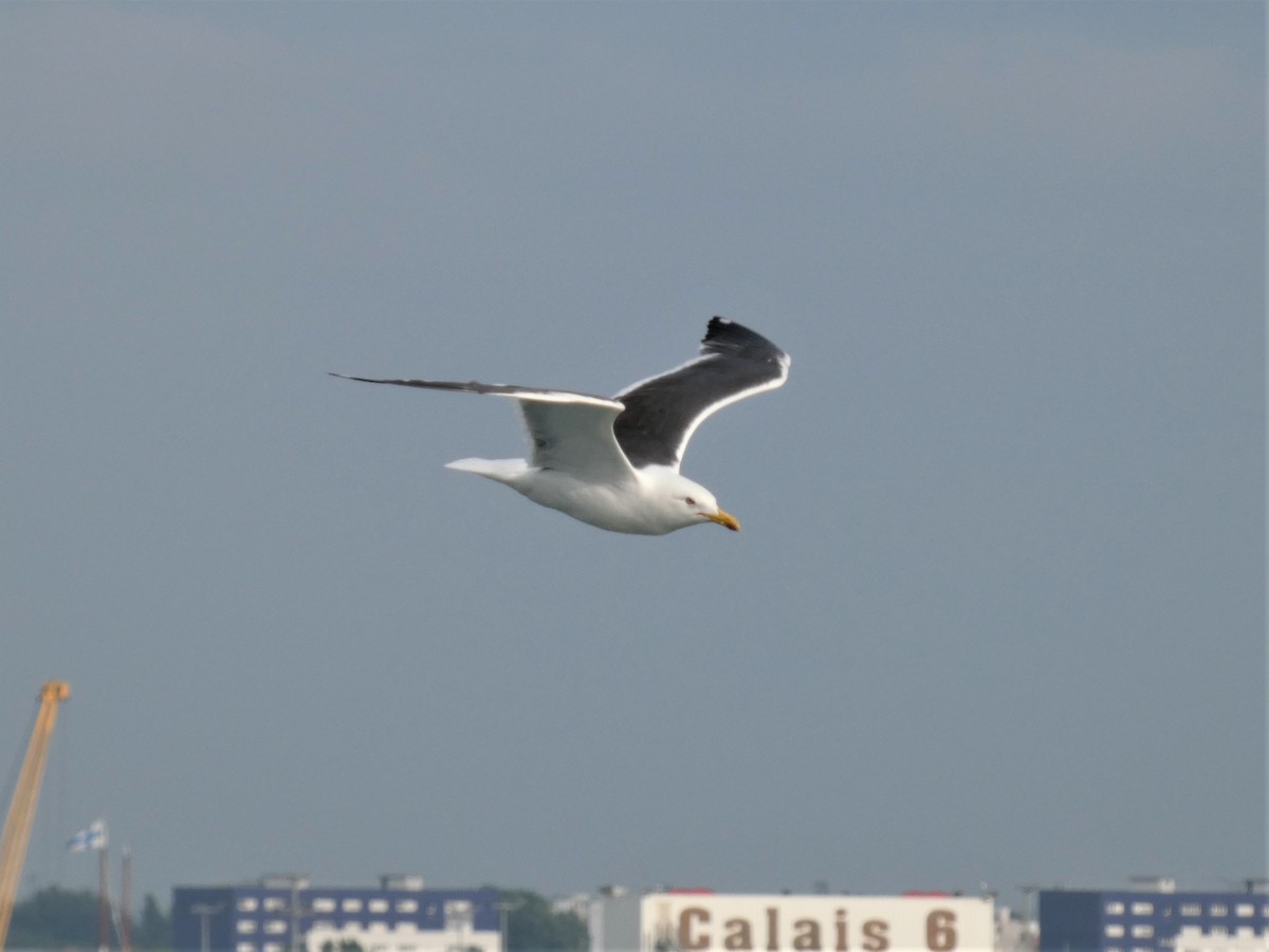 Great Black-backed Gull - ML590023251