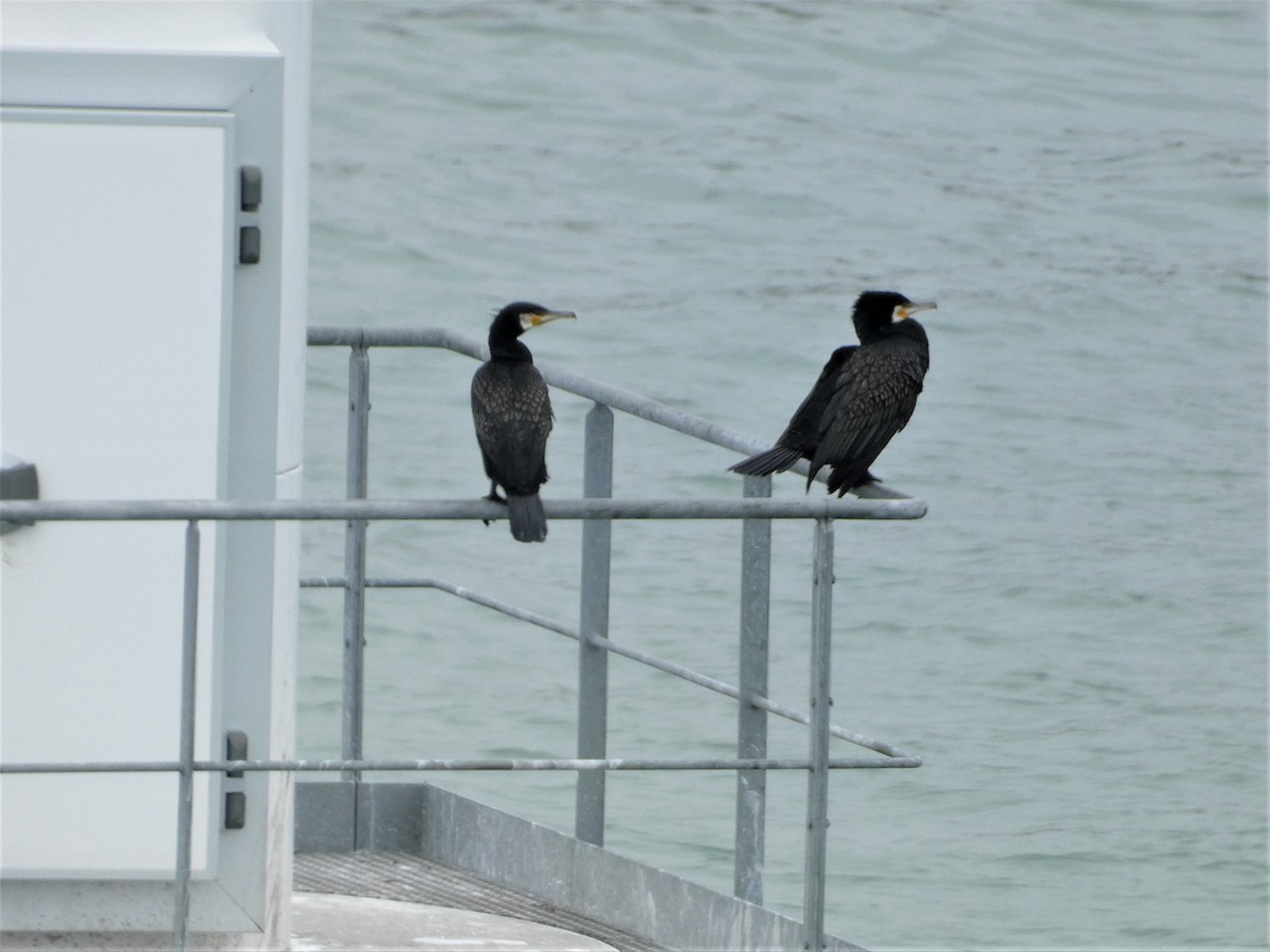 Great Cormorant - ML590023381