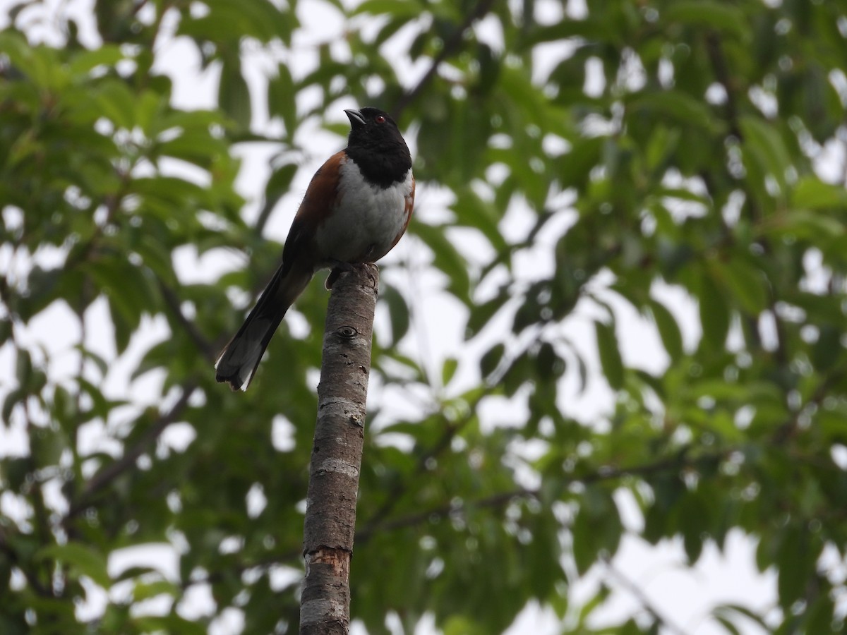 pipilo rudooký - ML590023571