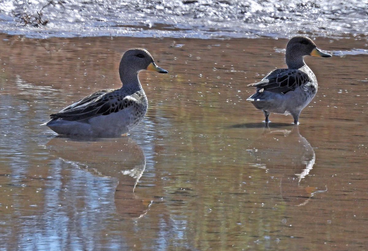 Yellow-billed Teal - ML590023821