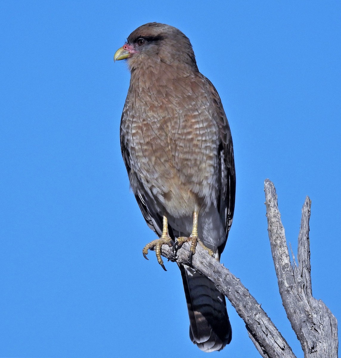 Chimango Caracara - Hugo Hulsberg