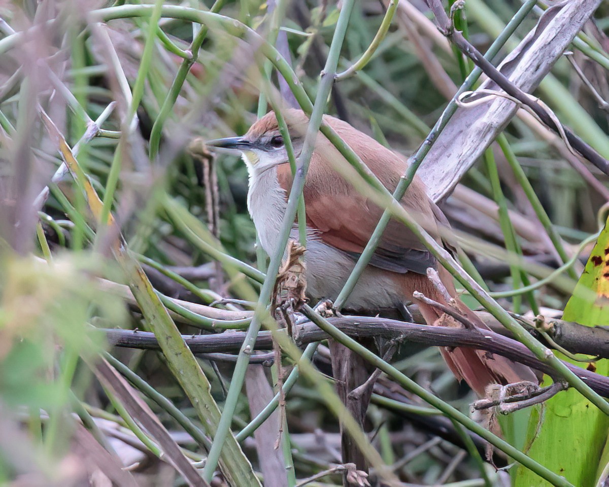 Yellow-chinned Spinetail - ML590024061