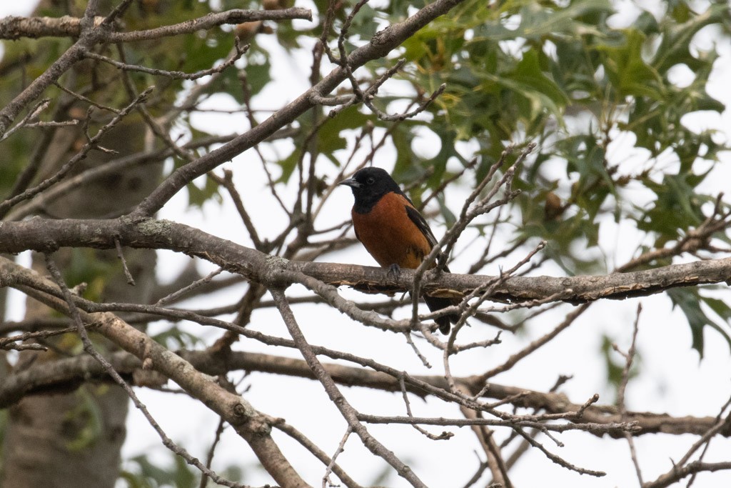 Orchard Oriole - ML590025061
