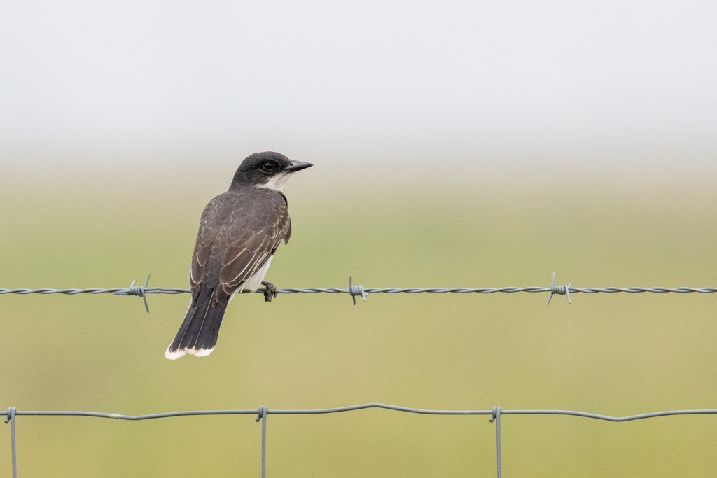 Eastern Kingbird - ML590025181