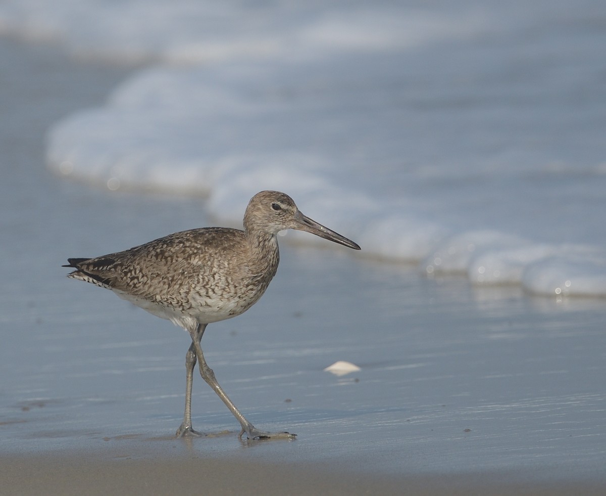 Willet - ML590025361