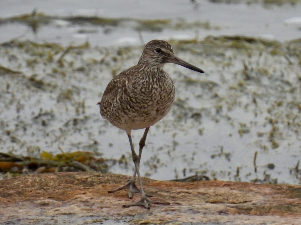 Willet - ML590027021