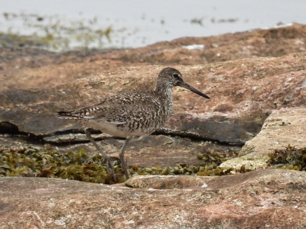 Willet - ML590027031