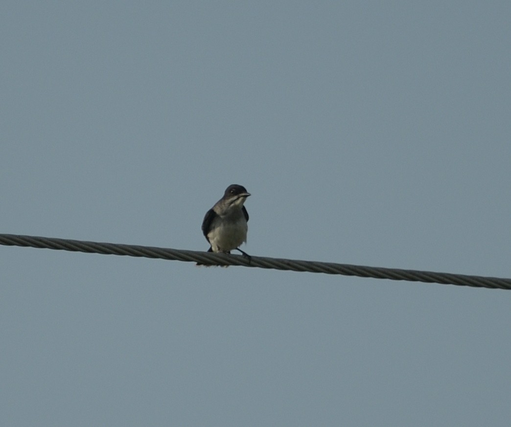 Eastern Kingbird - ML590027321