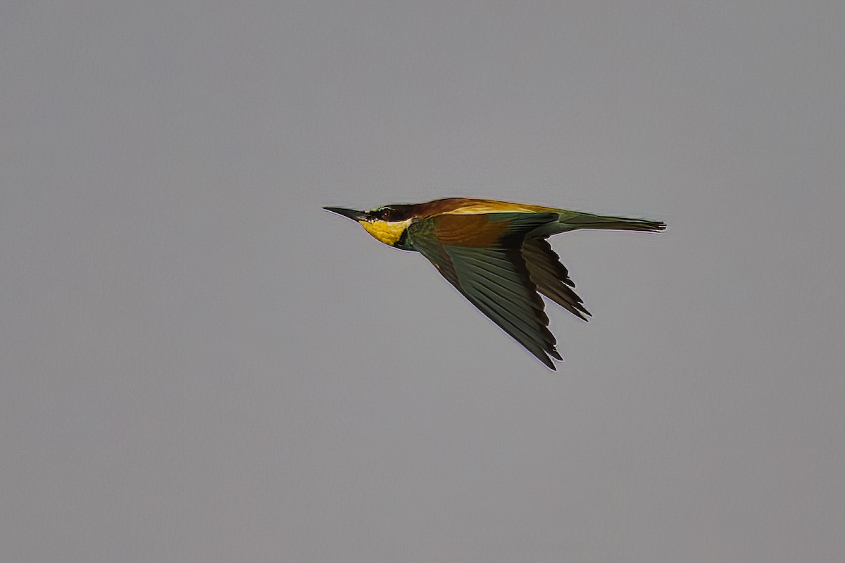 European Bee-eater - ML590027821
