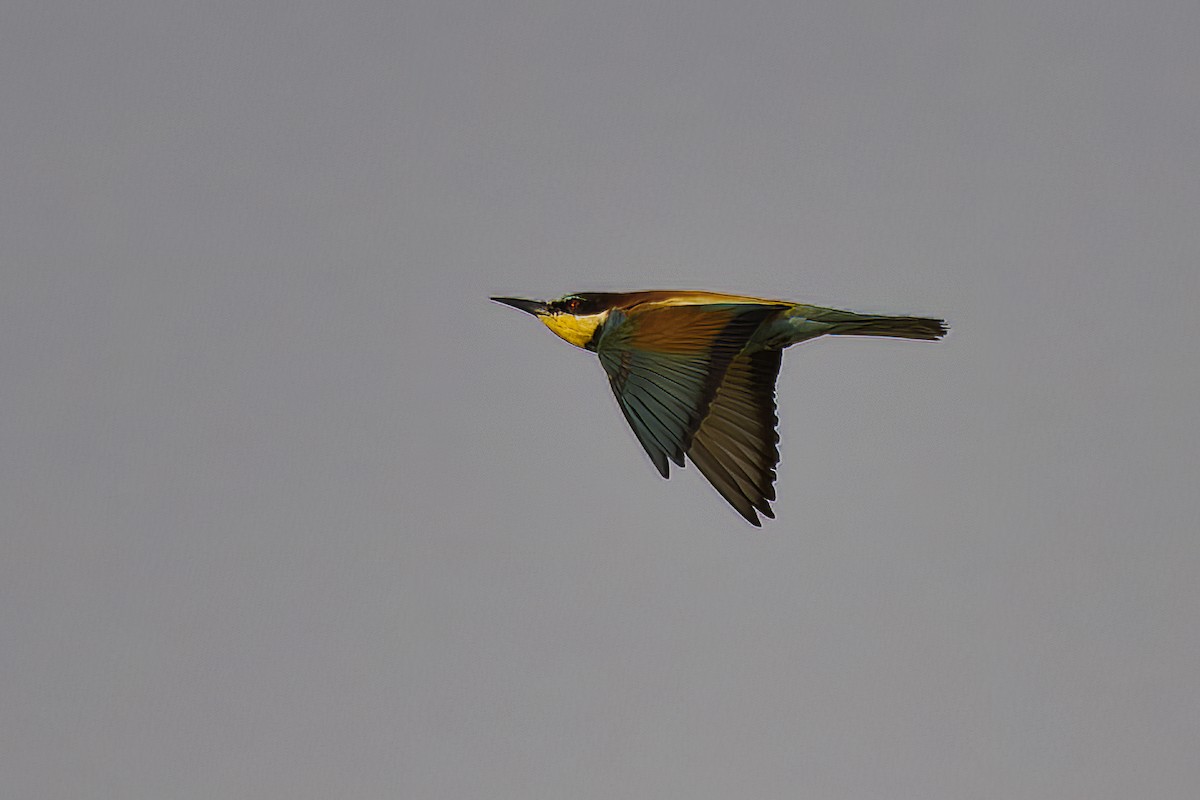 European Bee-eater - ML590027831