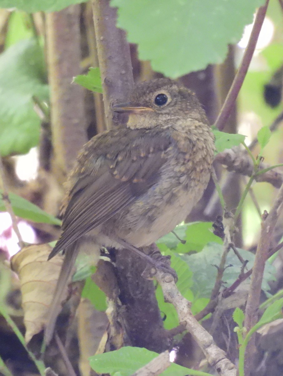 European Robin - ML590027851