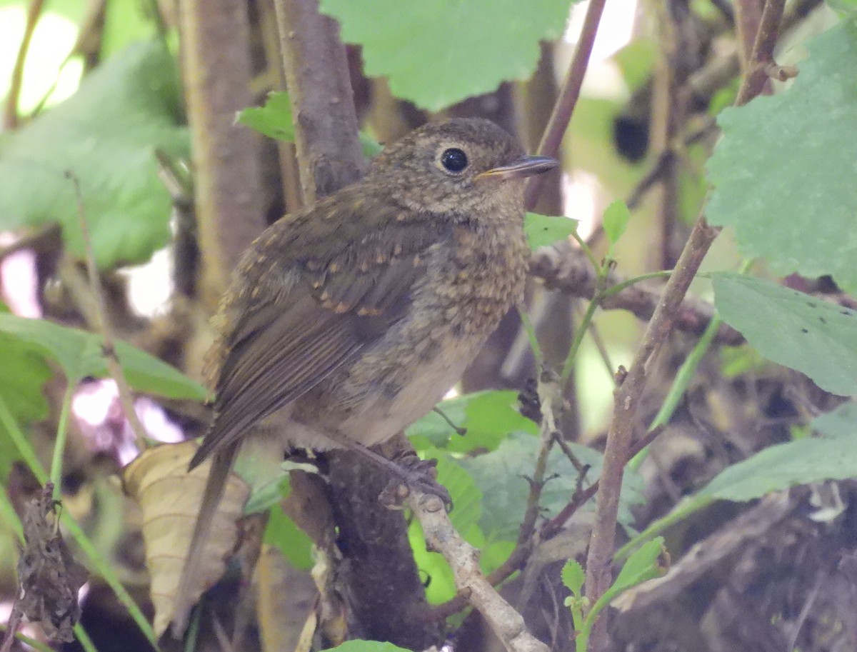 European Robin - ML590027861