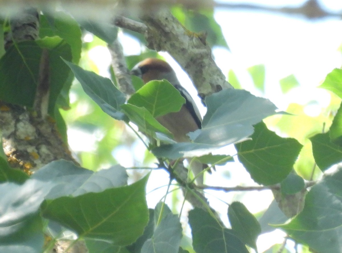 Hawfinch - ML590027921