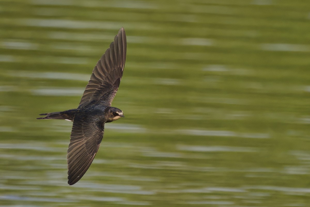 Barn Swallow - ML590027931