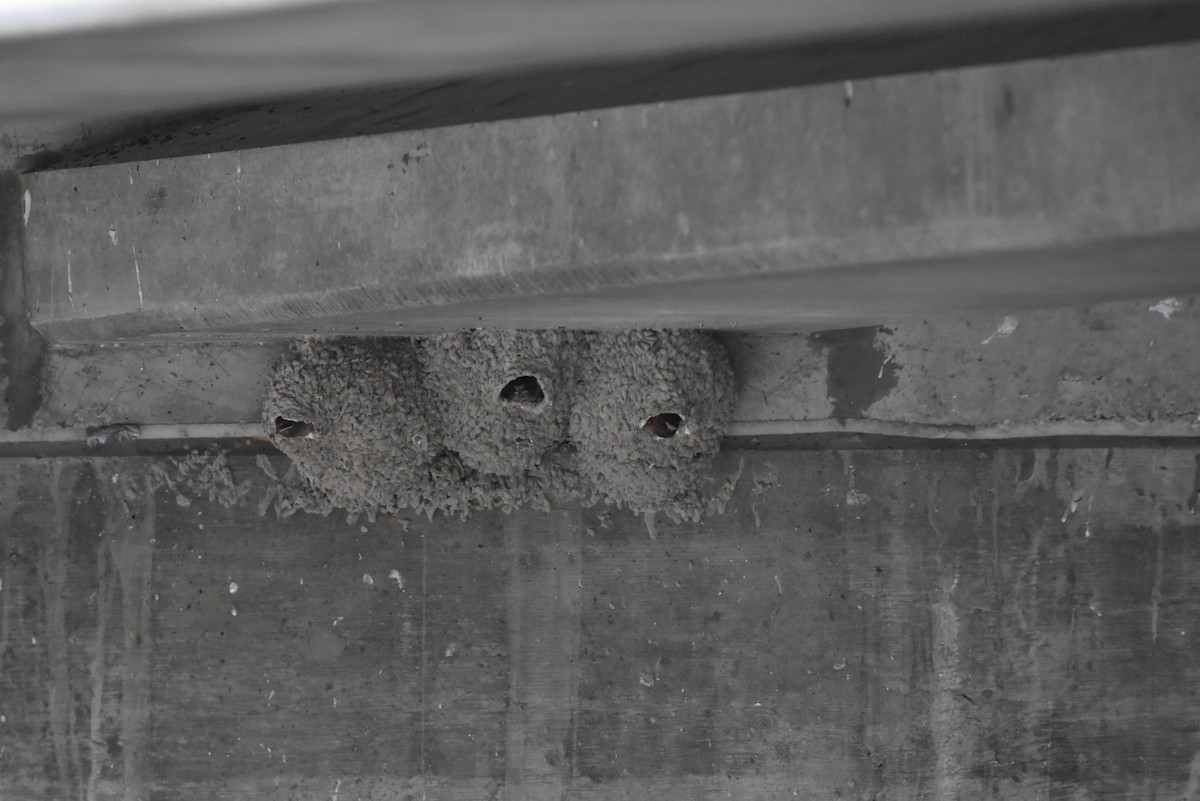 Cliff Swallow - ML590028051