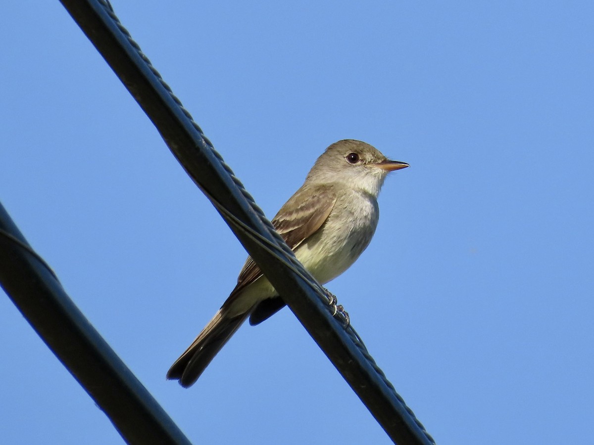 Willow Flycatcher - ML590028891