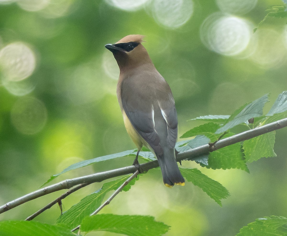 Cedar Waxwing - ML590028941