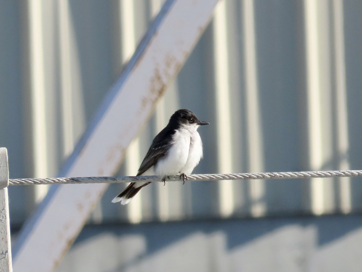 Eastern Kingbird - ML590029001