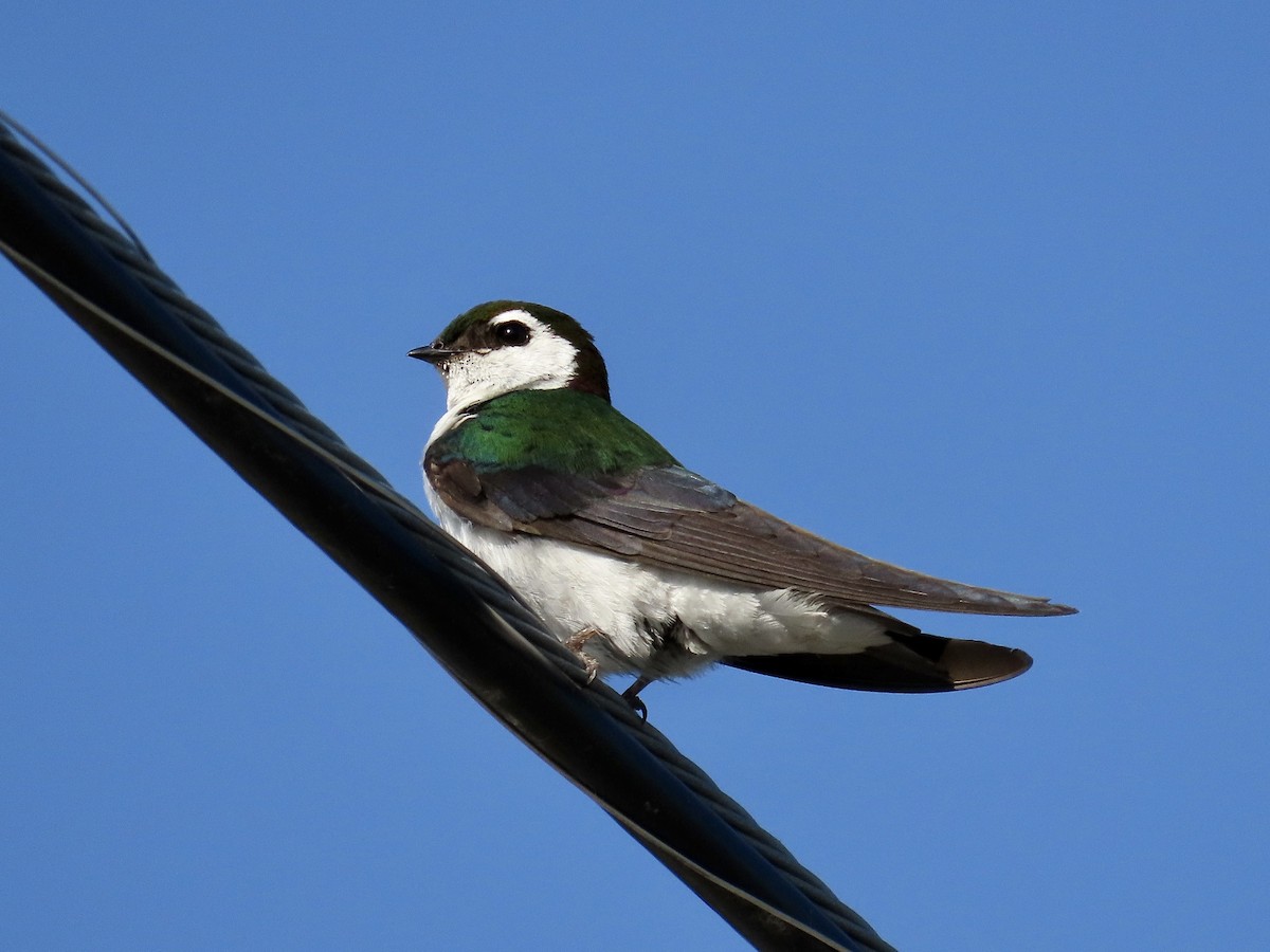 Violet-green Swallow - ML590029111