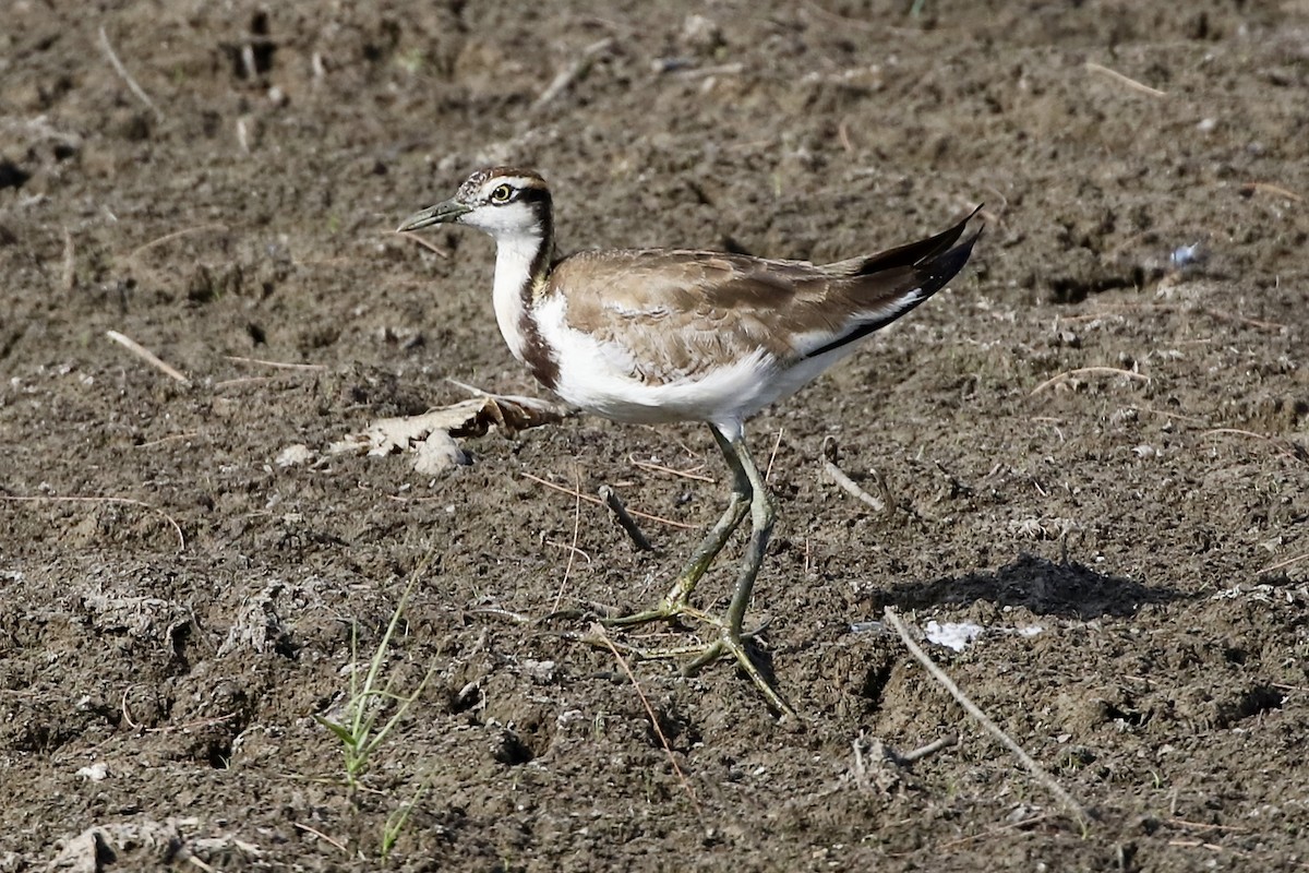 Pheasant-tailed Jacana - ML590029251