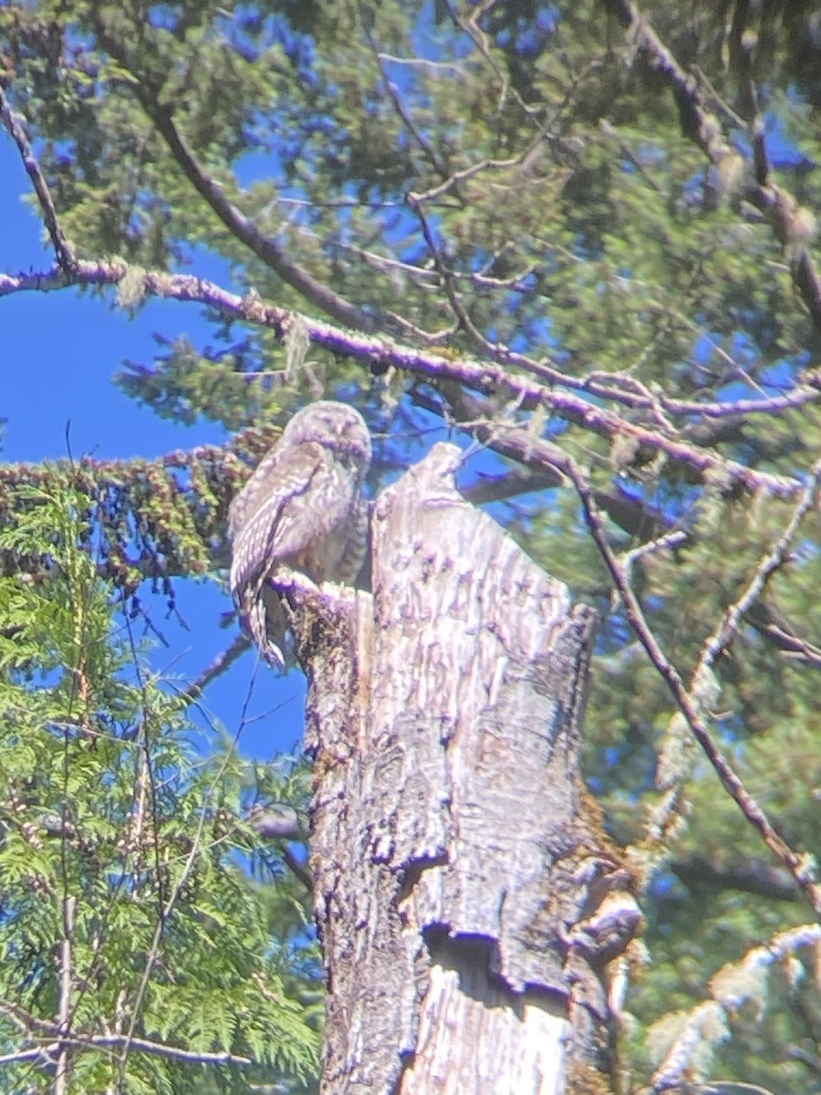 Barred Owl - ML590029371