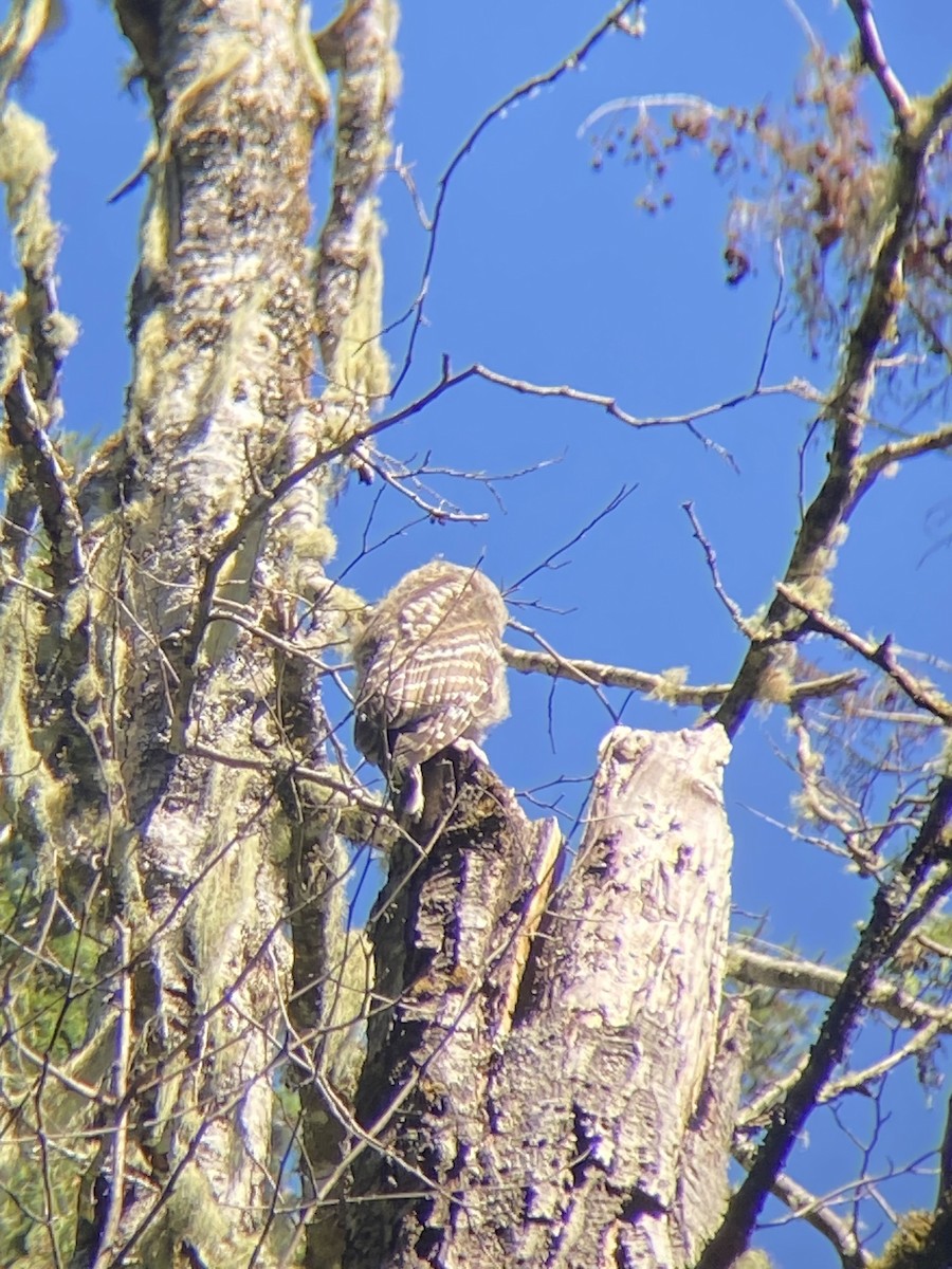 Barred Owl - ML590029391