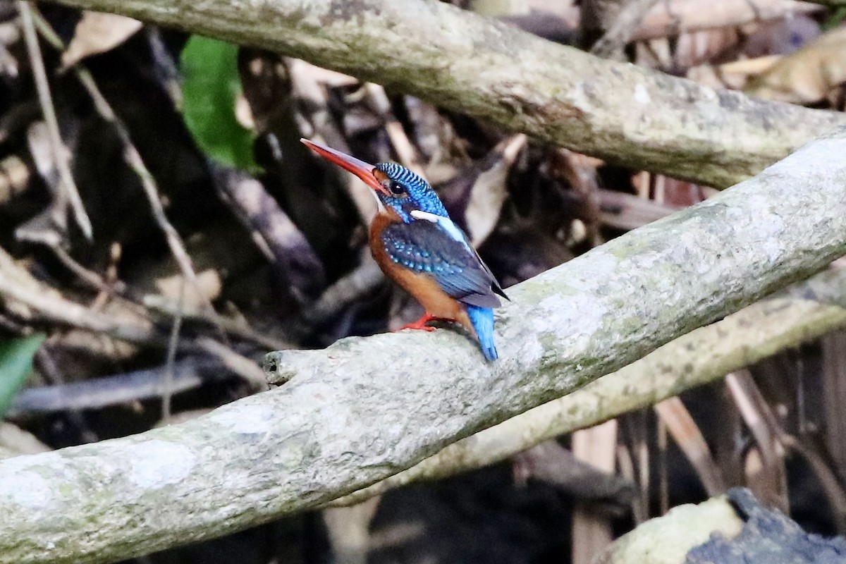 Blue-eared Kingfisher - ML590029651
