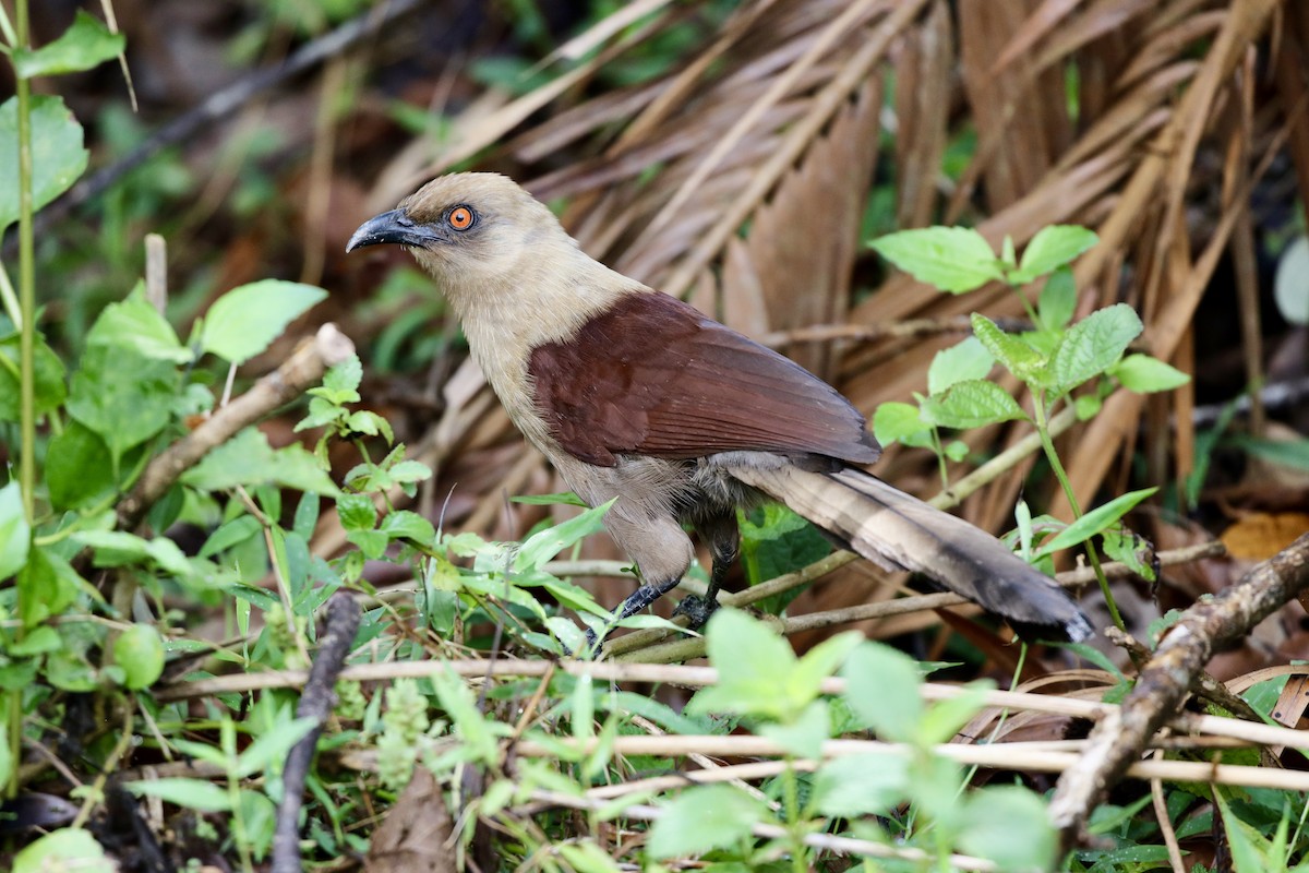 Andaman Coucal - ML590029791