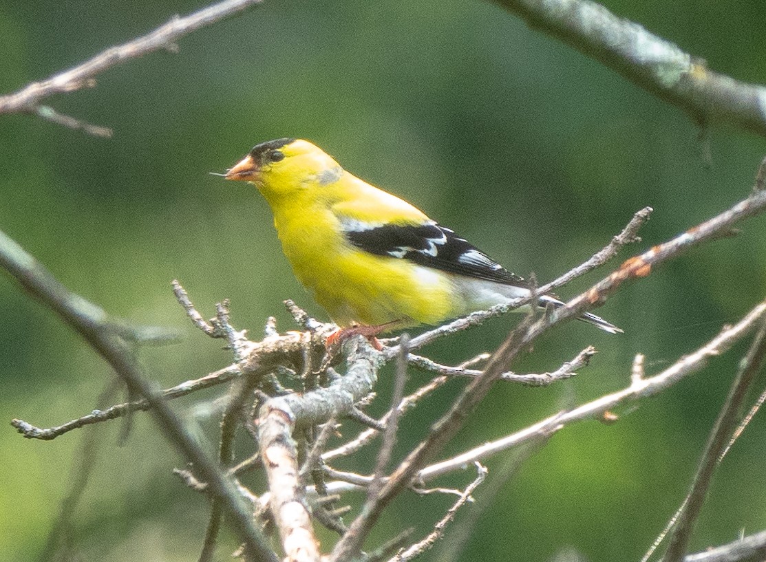American Goldfinch - ML590030221