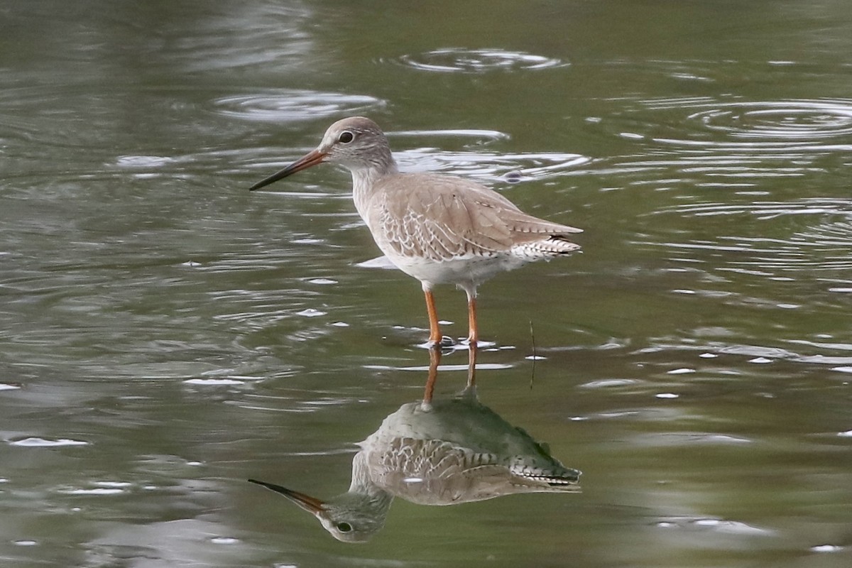 Common Redshank - ML590030231