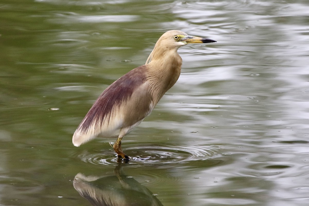 Indian Pond-Heron - ML590030241