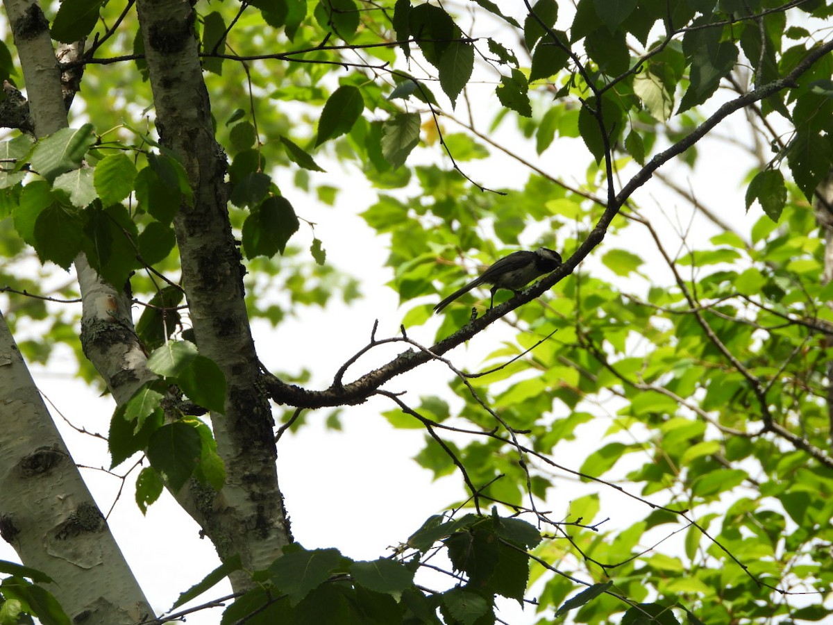 Black-capped Chickadee - ML590031411