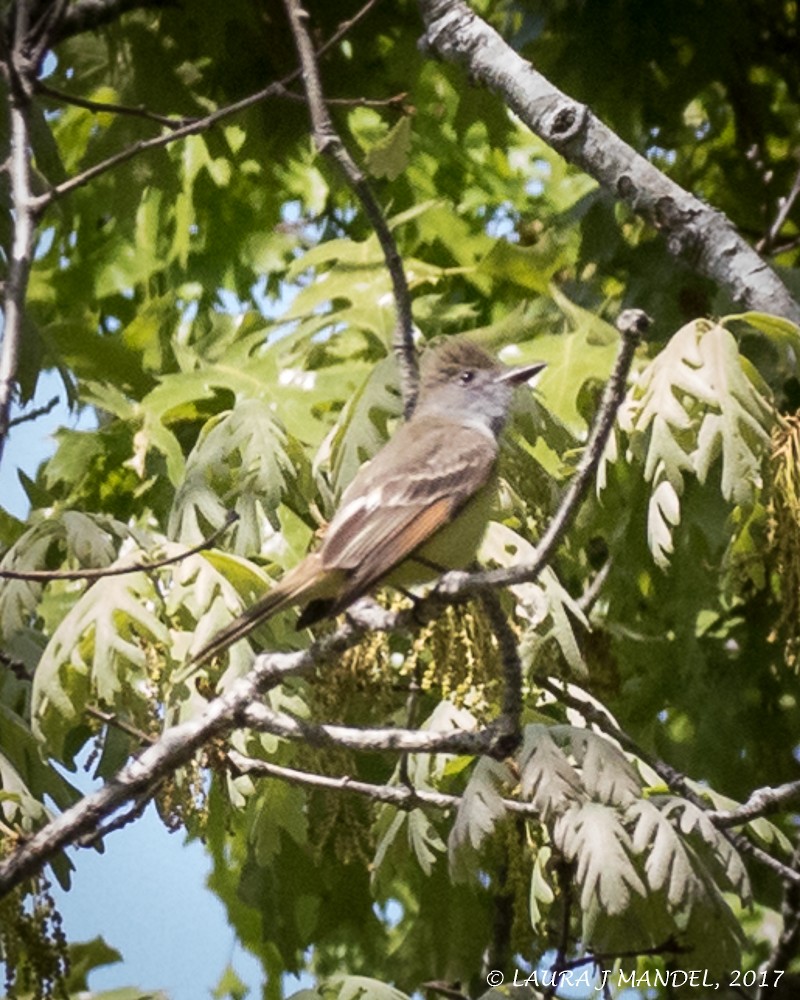 Great Crested Flycatcher - ML59003151