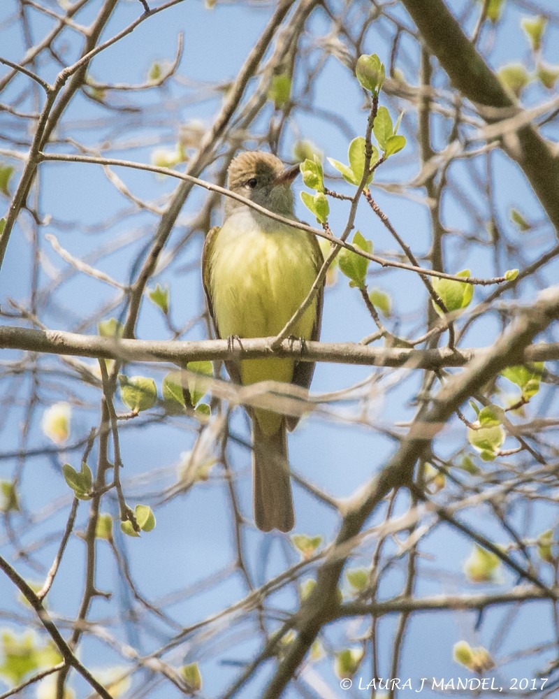 Great Crested Flycatcher - ML59003161