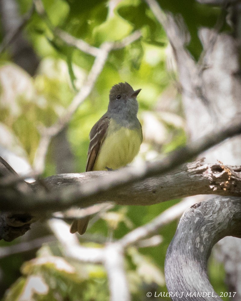 Great Crested Flycatcher - ML59003181