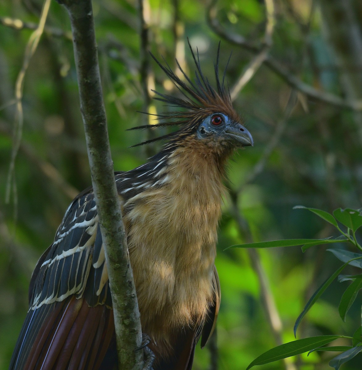 Hoatzin - Beto Guido Méndez