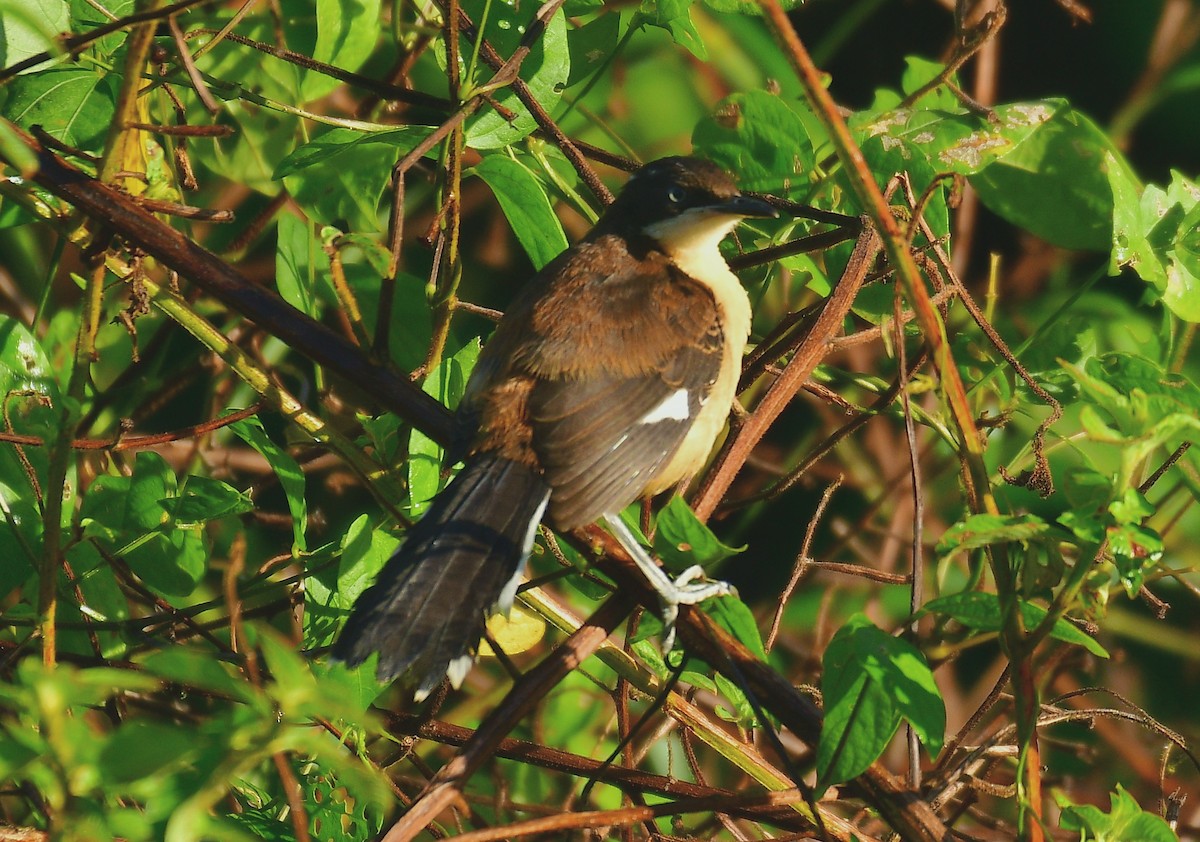 Black-capped Donacobius - ML590032931