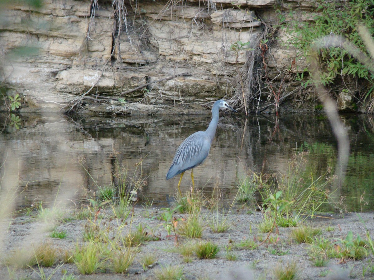 White-faced Heron - ML590033181