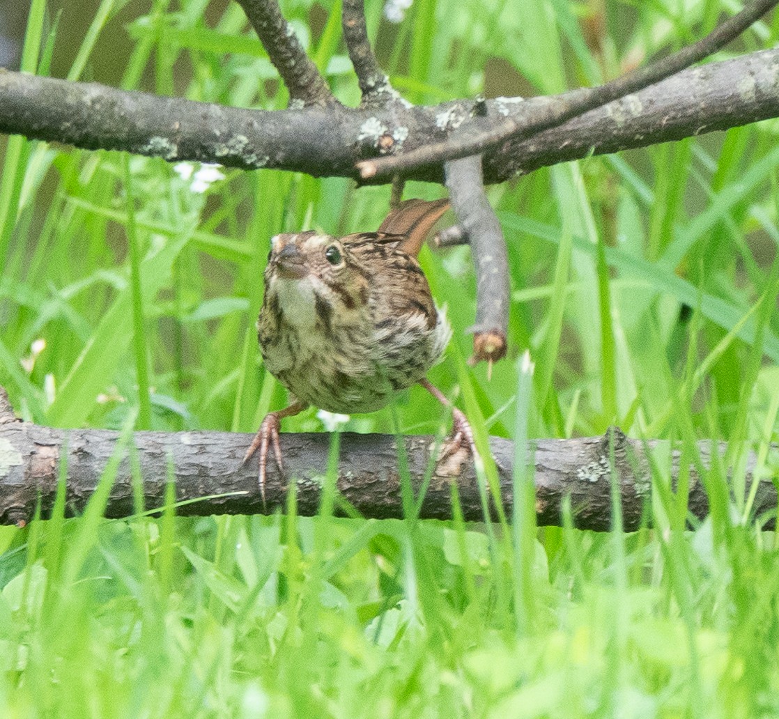 Song Sparrow - ML590033231