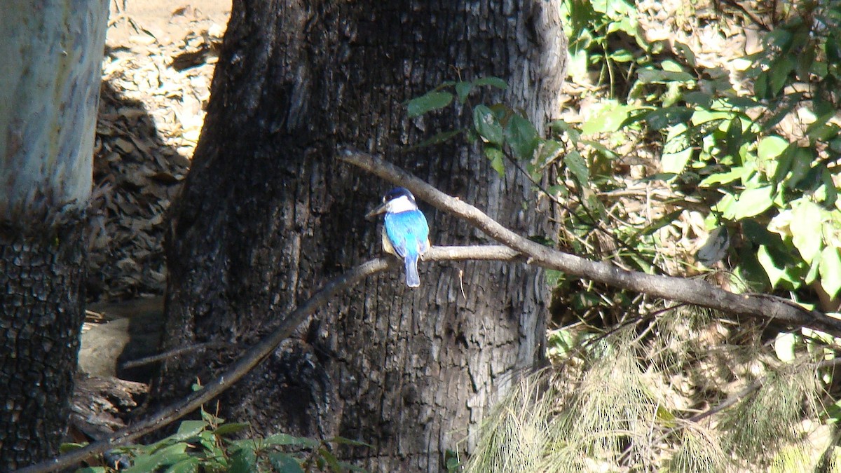 Forest Kingfisher - ML590033571