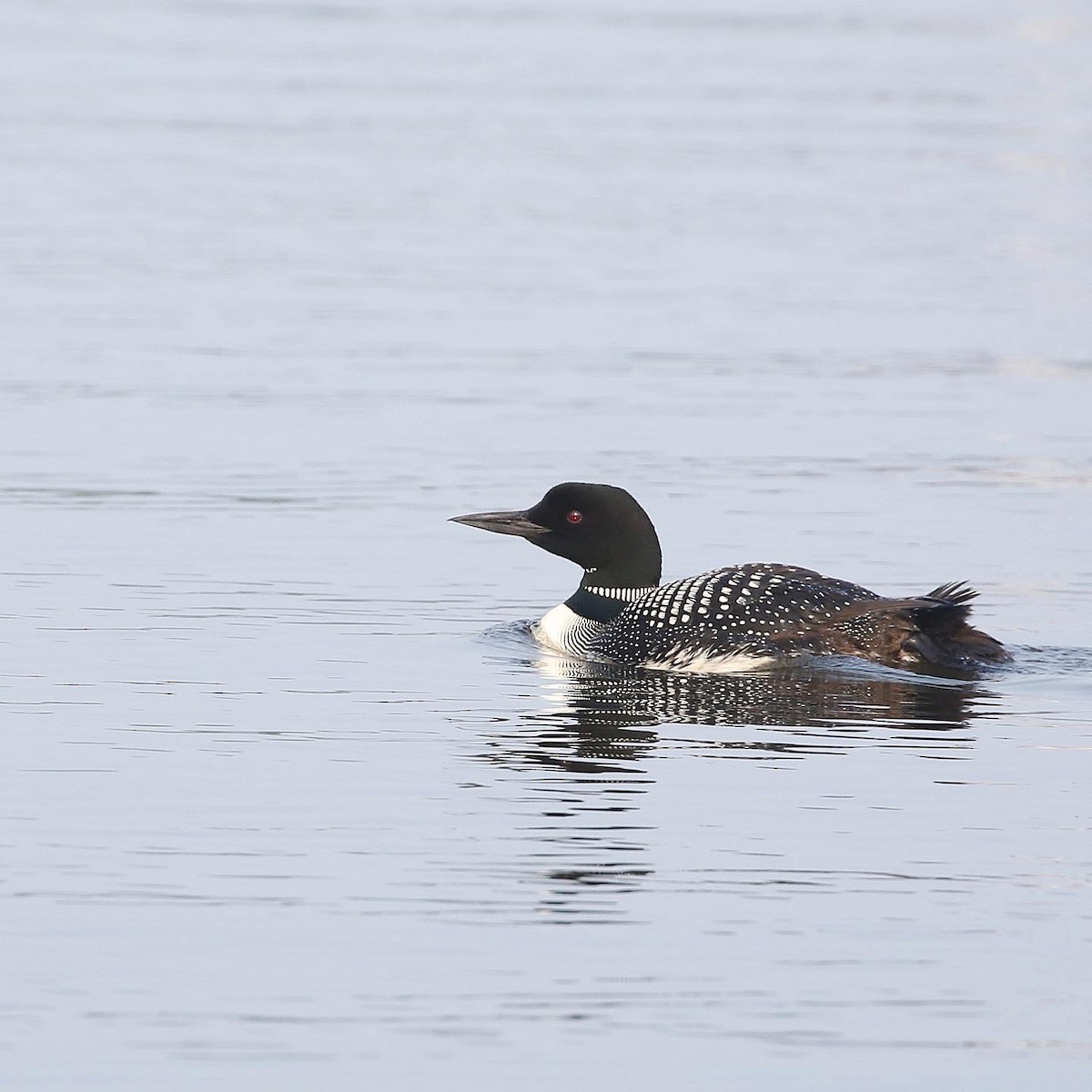 Common Loon - ML590034111