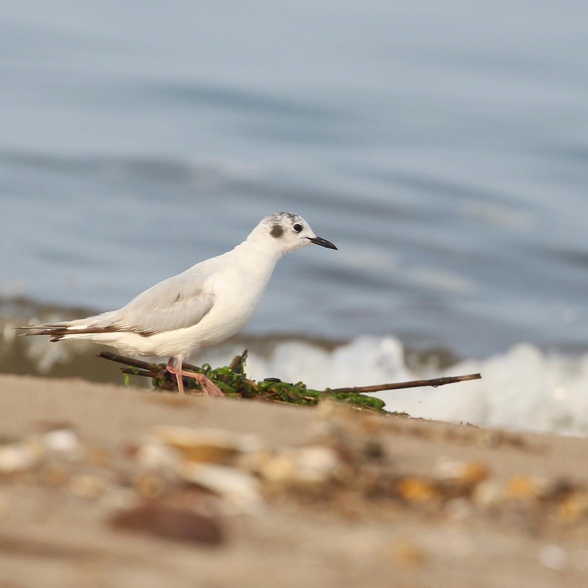 Bonaparte's Gull - ML590034301