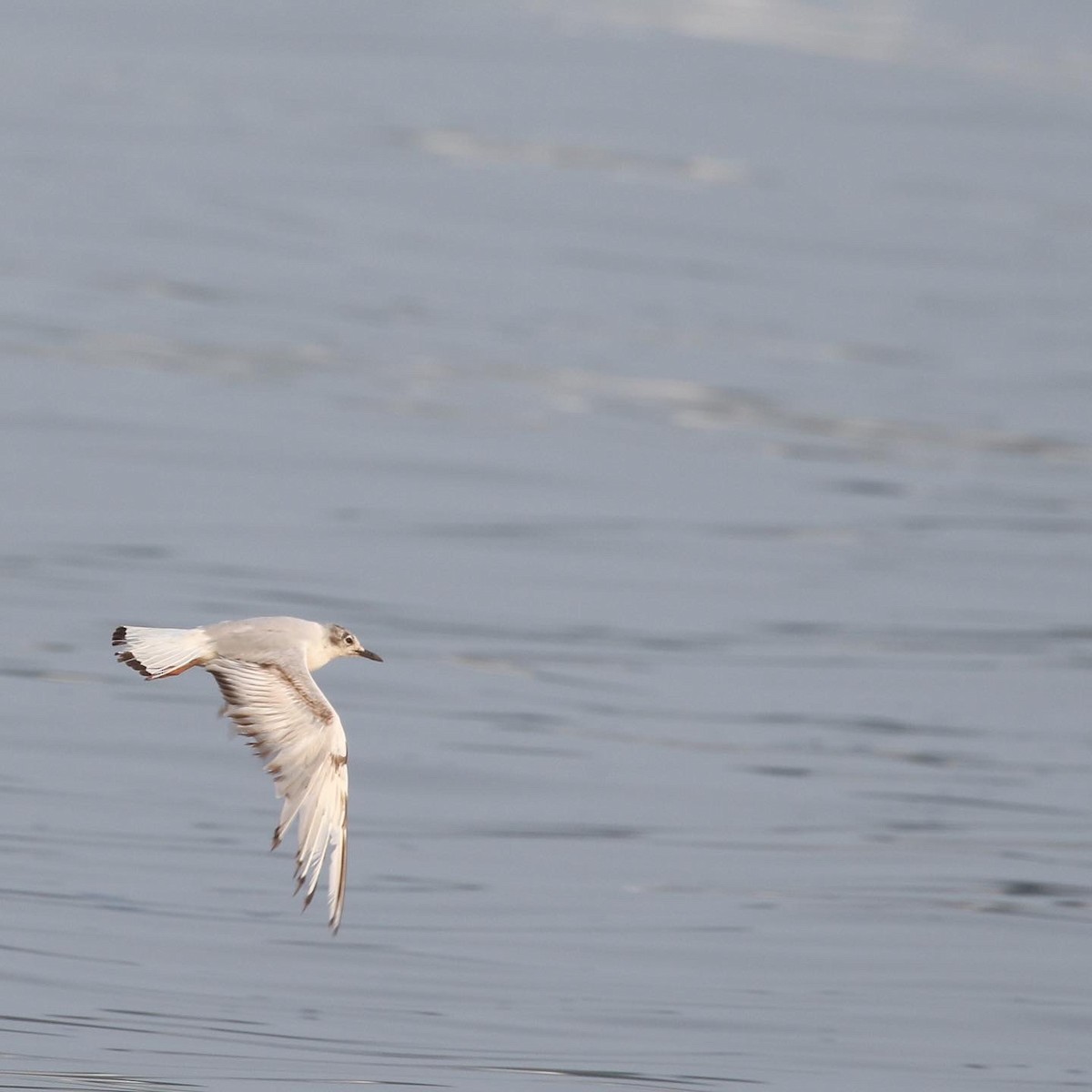 Bonaparte's Gull - ML590034311