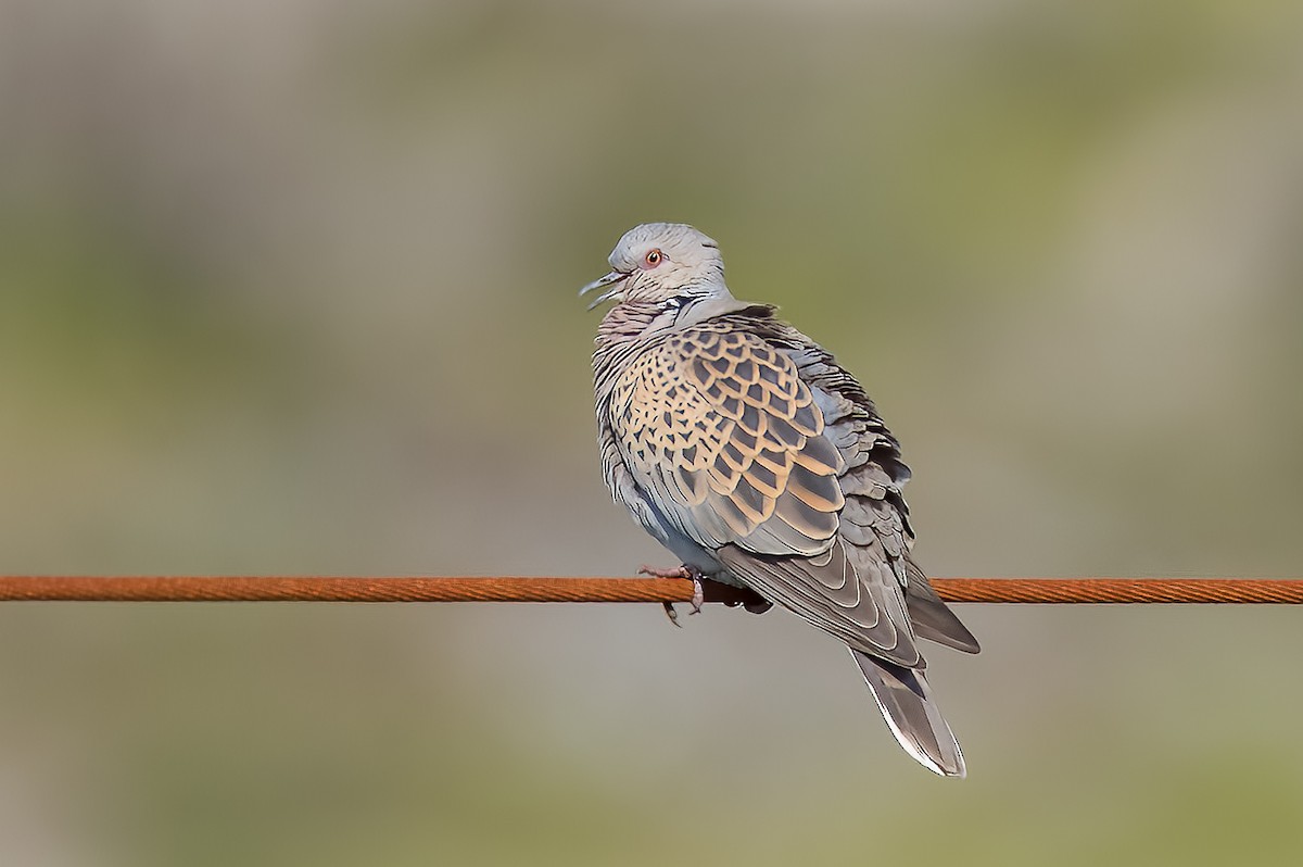 European Turtle-Dove - Bruno  Silva